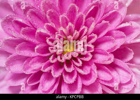 Centre de la fleur de chrysanthème, rose et violet, super macro closeup texture et motif, montrant les pétales de fleurs et centre, avec de nombreuses gouttelettes d'eau Banque D'Images