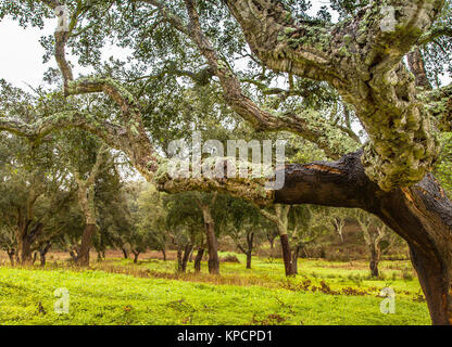 Lièges Paysage ressources naturelles au Portugal Banque D'Images