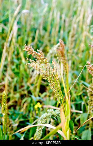 Oreilles sur fond de champ de mil Banque D'Images