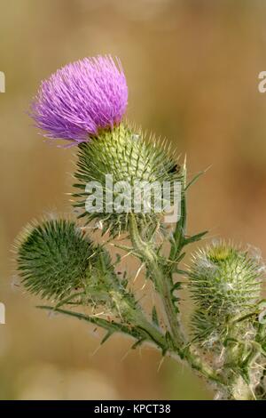 Le Chardon marie Banque D'Images