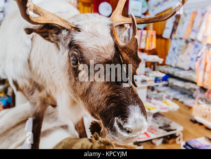 Deer close up dans le magasin Banque D'Images