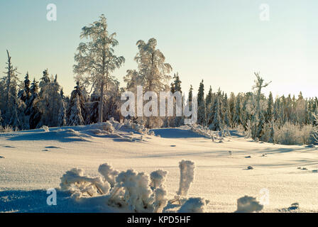 Compensation couverte de neige dans une forêt de conifères, avec les arbres gelés et l'herbe au premier plan recouvert d'une épaisse couche de cristaux de glace, sur une cle Banque D'Images