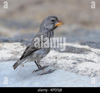 Une grande femelle (Geospiza magnirostris finch au sol). Cet oiseau a un bec énorme et musculature associée, a évolué pour faire face aux grosses graines. Ce Banque D'Images