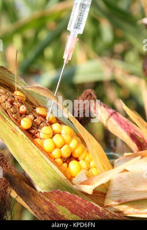 Injecté dans une seringue corncob Banque D'Images