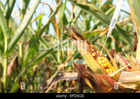 Injecté dans une seringue corncob Banque D'Images