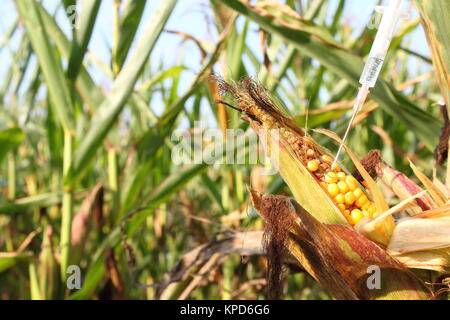 Injecté dans une seringue corncob Banque D'Images