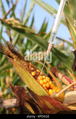 Injecté dans une seringue corncob Banque D'Images