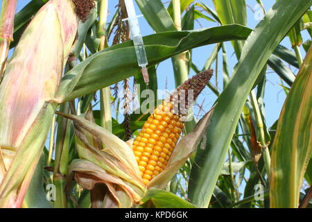 Injecté dans une seringue corncob Banque D'Images