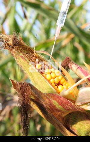 Injecté dans une seringue corncob Banque D'Images