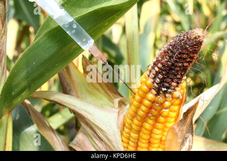 Injecté dans une seringue corncob Banque D'Images