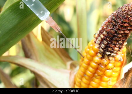 Injecté dans une seringue corncob Banque D'Images