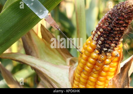 Injecté dans une seringue corncob Banque D'Images