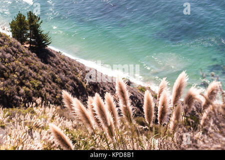 Les plantes de la route panoramique de Big Sur Banque D'Images