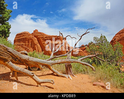 Tronc de l'arbre en face d'un monument à Arches national park Banque D'Images