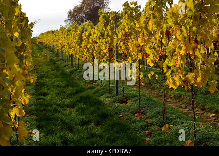 Vignoble à herxheim dans le sud du palatinat Banque D'Images