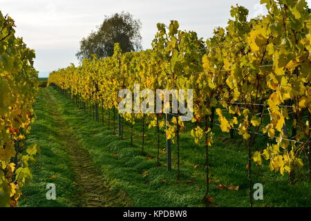 Vignoble à herxheim dans le sud du palatinat Banque D'Images