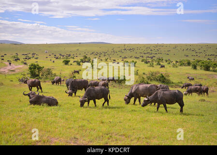 La faune de Maasai Mara, Kenya. Le troupeau de bisons sur l'herbe verte. Banque D'Images