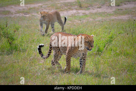 Leopard dans Masai Mara game reserve, Kenya Banque D'Images
