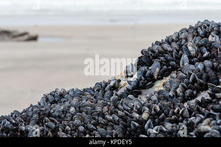 De plus en plus de moules sur les rochers au-dessus de la plage sur la côte de Cornouailles en Angleterre. Avec copyspace Banque D'Images