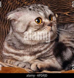 Rayures bicolores avec les yeux de chat jaune Scottish Fold se trouve dans un panier en bois Banque D'Images