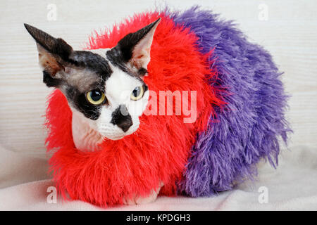 Chat Sphynx porter du rouge et violet pull Banque D'Images