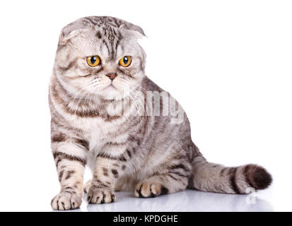 Scottish Fold cat bicolor bandes sur fond blanc Banque D'Images