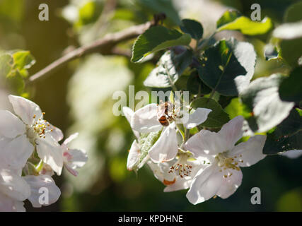 Fleurs blanches qui fleurit sur branch Banque D'Images