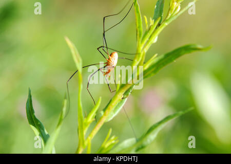 Papa Longues-jambes Spider - Vue de dessous a Daddy Long Legs-araignée (appelé aussi Harvestmen, Grandaddy des jambes), montrant ses longues jambes dans la nature. Banque D'Images