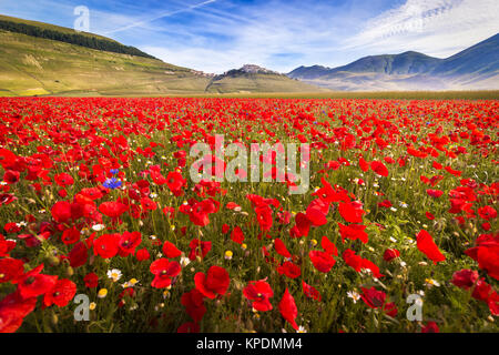 Piano à Fioritura Grande de coquelicots, Ombrie, Italie Banque D'Images