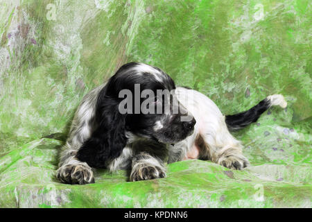 Noir et blanc chiot Cocker Anglais Banque D'Images