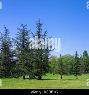 Champ et forêt au printemps Banque D'Images