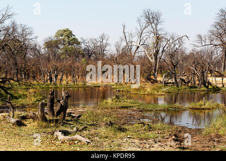 Paysage de Moremi Banque D'Images