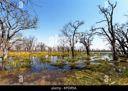 Paysage de Moremi Banque D'Images