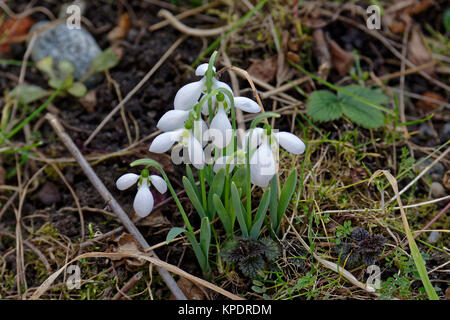 Perce-neige en plaine nature Banque D'Images