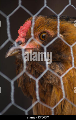 Hen peeking through le fil de poulet Banque D'Images