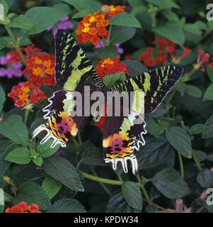 Uraniafalter, coucher de soleil malgache, espèce d'Urania ripheus mit den bunten. Flügelschuppen Der Falter fliegt in den Tropenwäldern von Madagaskar. Banque D'Images