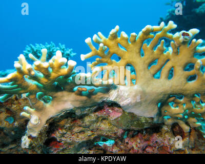 Coral reef avec feu jaune corail en mer tropicale, sous l'eau Banque D'Images