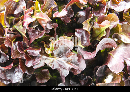 Gros plan du chêne rouge lettuce Banque D'Images