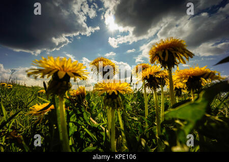 Pusteblumen im Frühjahr,unfd Farben Formen im Gegenlicht,Muster und Schatten auf dem Blatt, Gegenlichtreflexe Banque D'Images