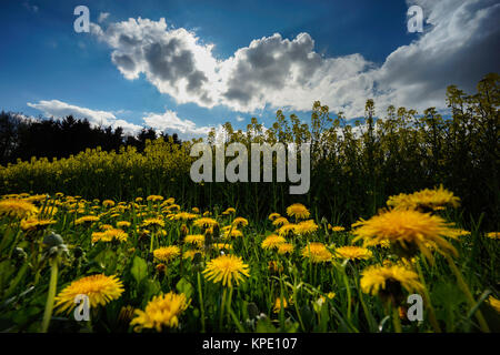 Pusteblumen im Frühjahr,unfd Farben Formen im Gegenlicht,Muster und Schatten auf dem Blatt, Gegenlichtreflexe Banque D'Images