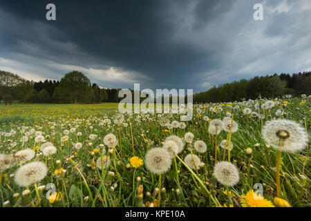 Pusteblumen im Frühjahr,unfd Farben Formen im Gegenlicht,Muster und Schatten auf dem Blatt, Gegenlichtreflexe Banque D'Images