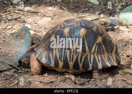 Tortue rayonnée (Astrochelys radiata) est une espèce en voie de disparition. Réserve privée de Berenty. Madagascar, l'Afrique. Banque D'Images