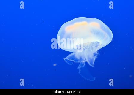 Méduses nagres dans un aquarium Banque D'Images