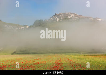 Castelluccio avec champs de pavot dans le brouillard du matin, Ombrie, Italie Banque D'Images