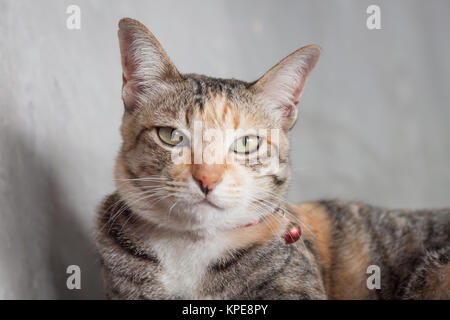 Thai cat posent sur fond gris Banque D'Images