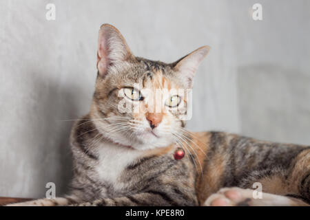 Thai cat posent sur fond gris Banque D'Images