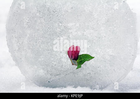 Une rose dans la neige la glace. La fleur congelé Banque D'Images