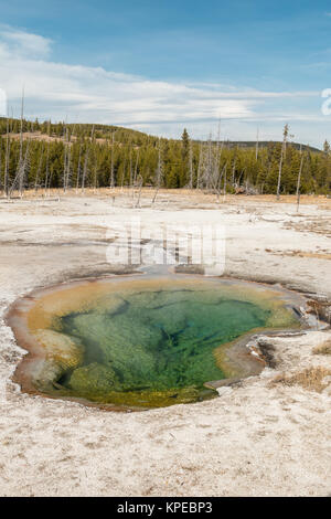 Hot spring sans nom au bassin du biscuit dans le Parc National de Yellowstone, Wyoming Banque D'Images
