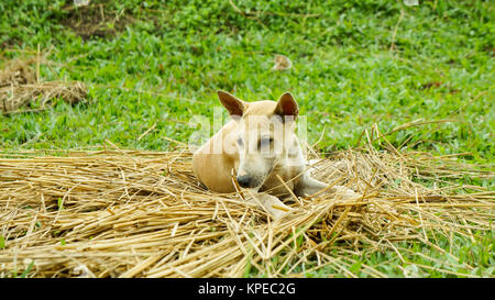 Petit chiot dans le jardin Banque D'Images
