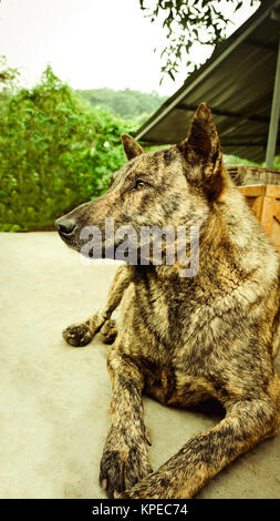 Chien thaïlandais ressemblent à la peau de tigre s'étendit sur le plancher Banque D'Images